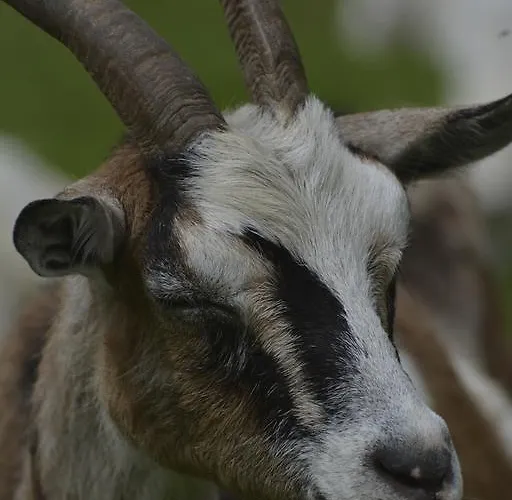 Σπίτι διακοπών Ca Mia *